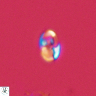 Owenia hillii 39019