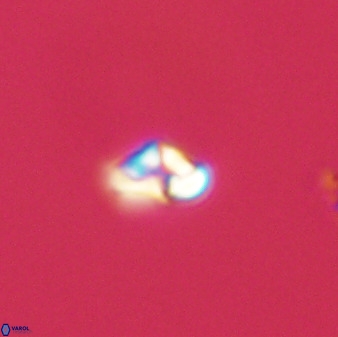 Owenia hillii 39024