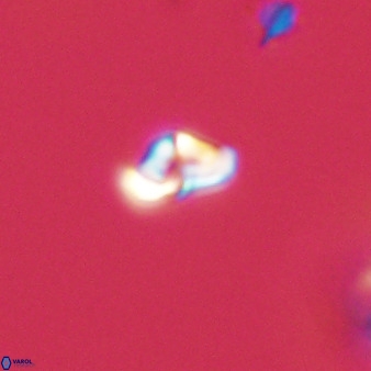 Owenia hillii 39025