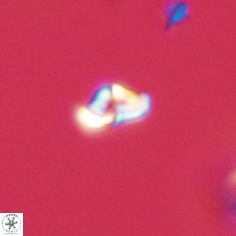 Owenia hillii 39025