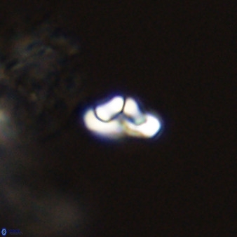 Owenia hillii 39026