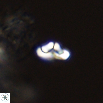 Owenia hillii 39026