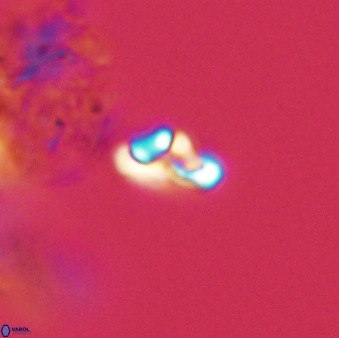 Owenia hillii 39027