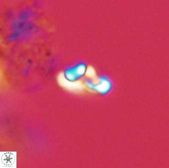 Owenia hillii 39027