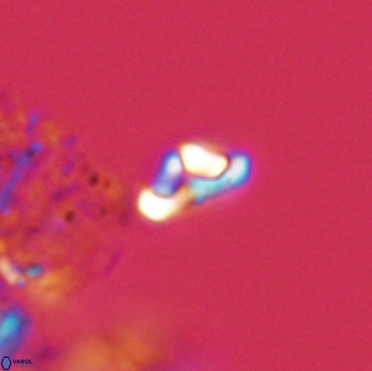 Owenia hillii 39028