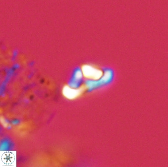 Owenia hillii 39028