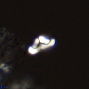 Owenia hillii 39029