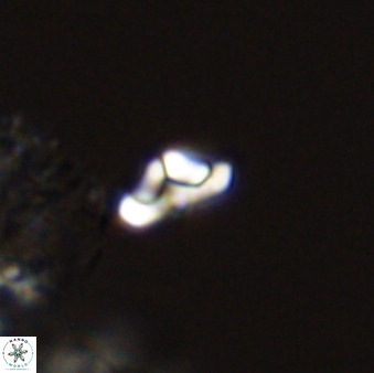 Owenia hillii 39029