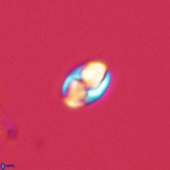 Owenia hillii 39020