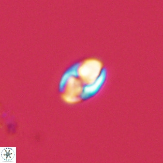 Owenia hillii 39020