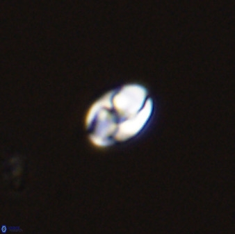 Owenia hillii 39021