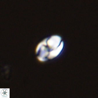 Owenia hillii 39021