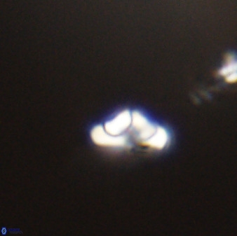 Owenia hillii 39022