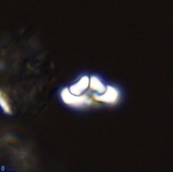 Owenia hillii 39034