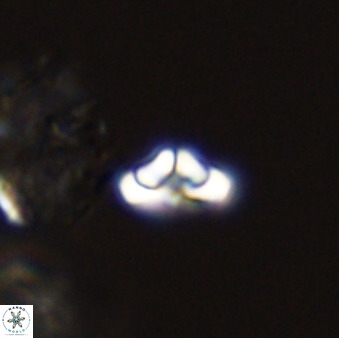 Owenia hillii 39034