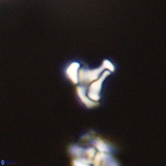 Owenia hillii 39037