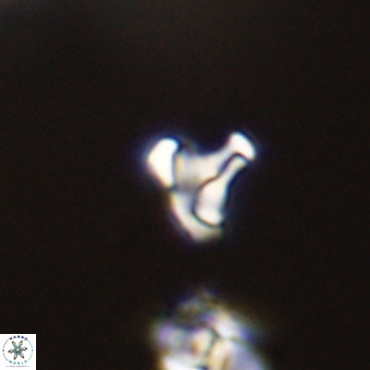 Owenia hillii 39037