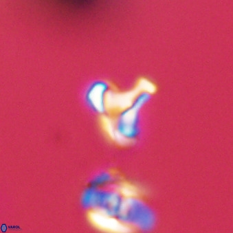 Owenia hillii 39038
