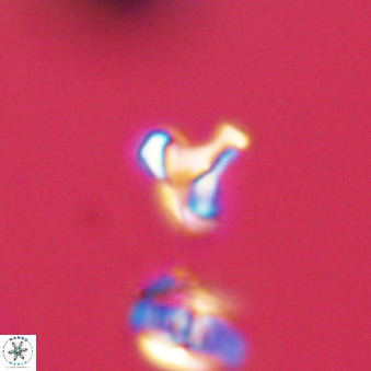 Owenia hillii 39038