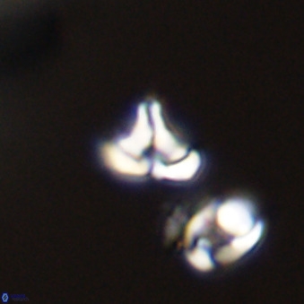 Owenia hillii 39039