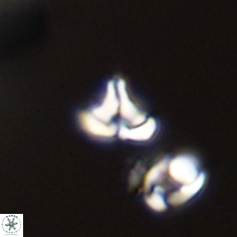 Owenia hillii 39039