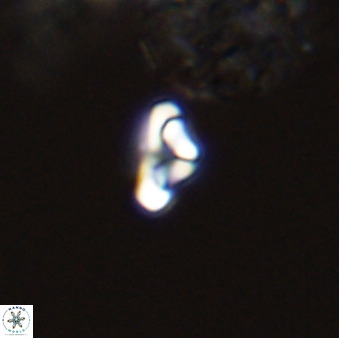 Owenia hillii 39030
