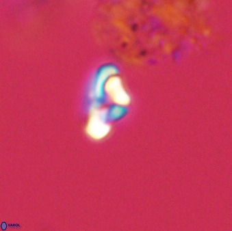 Owenia hillii 39031
