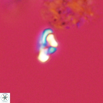 Owenia hillii 39031