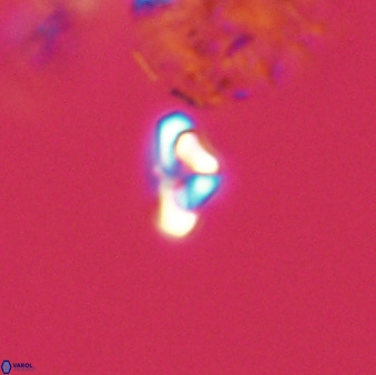 Owenia hillii 39032