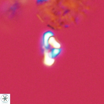 Owenia hillii 39032