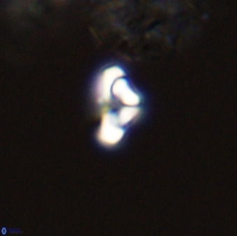 Owenia hillii 39033