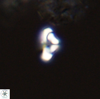Owenia hillii 39033