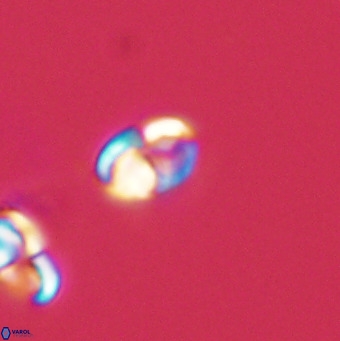 Owenia hillii 39044