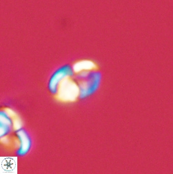Owenia hillii 39044
