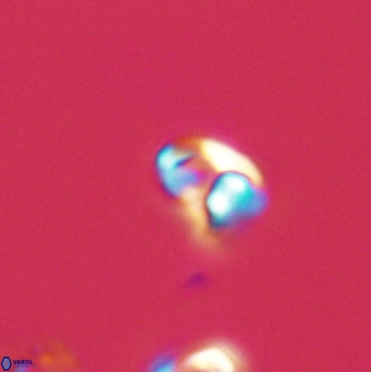 Owenia hillii 39045