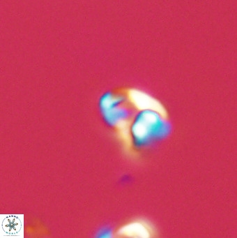 Owenia hillii 39045