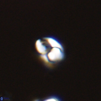 Owenia hillii 39046