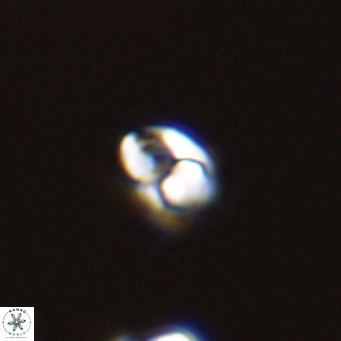 Owenia hillii 39046