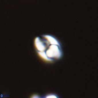 Owenia hillii 39047