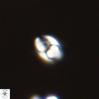 Owenia hillii 39047