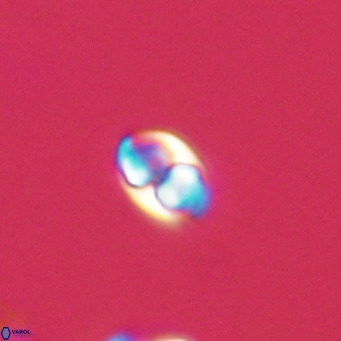 Owenia hillii 39048