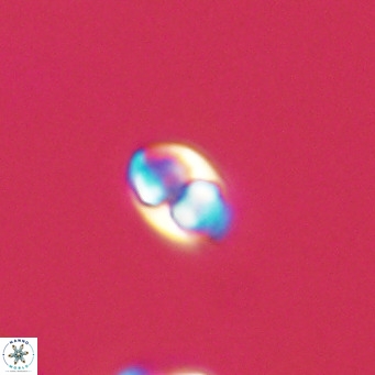 Owenia hillii 39048
