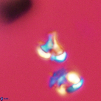 Owenia hillii 39040