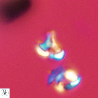 Owenia hillii 39040