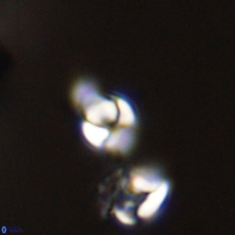 Owenia hillii 39041