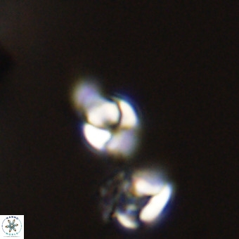 Owenia hillii 39041