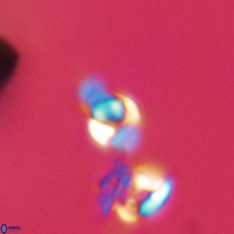 Owenia hillii 39042