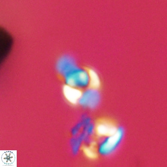 Owenia hillii 39042