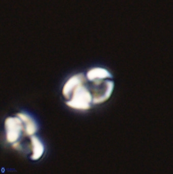 Owenia hillii 39043