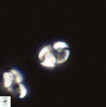 Owenia hillii 39043